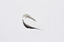 jocelyn-morales-JiqTLjzEH18-unsplash.webp